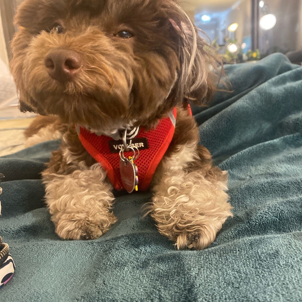 Red Voyager Step In Harness Medium